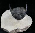 Arched Hollardops Trilobite - Foum Zguid #25798-1
